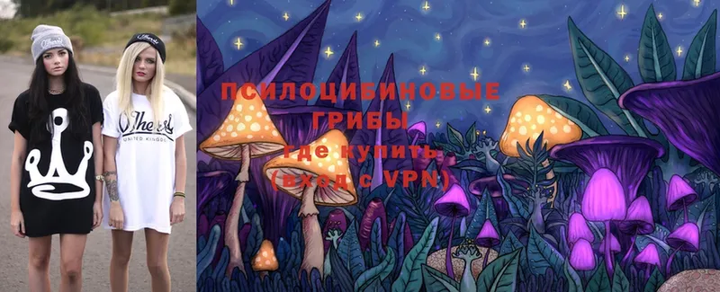 Псилоцибиновые грибы Psilocybine cubensis  Псков 